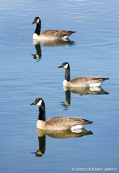 Canada Geese on City Park Lake, Denver 