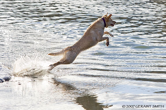 dog plunge in the rio grande 