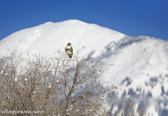 Red-Tailed Hawk and Pueblo Peak