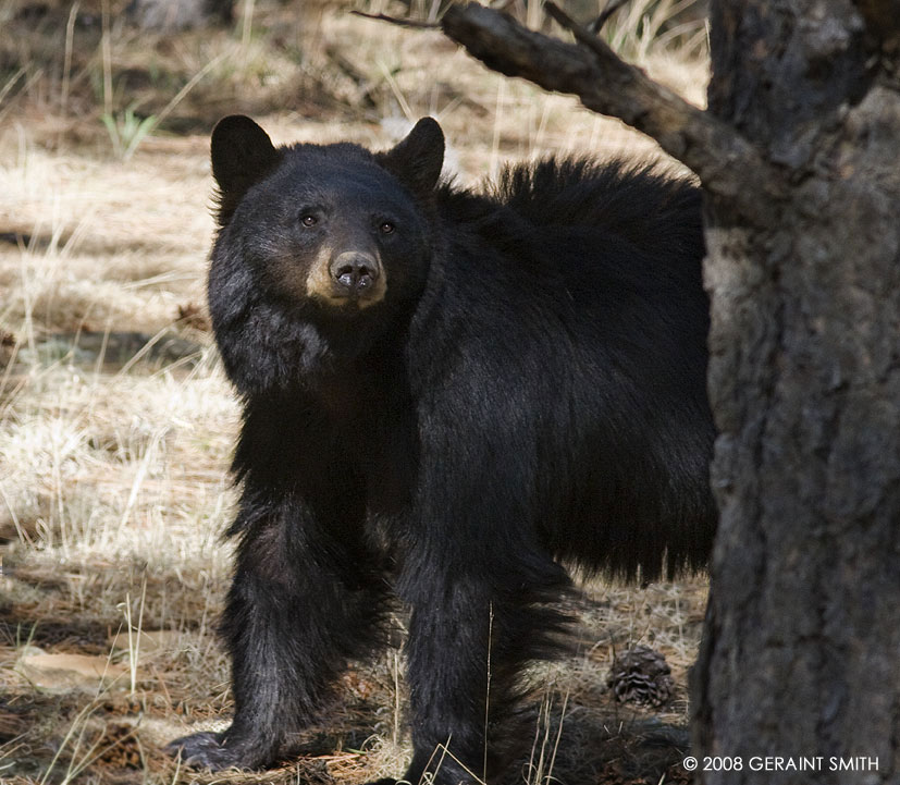 Black bear yesterday afternoon in the Valle Vidal Unit (Valley of Life) of the Carson National Forest, New Mexico