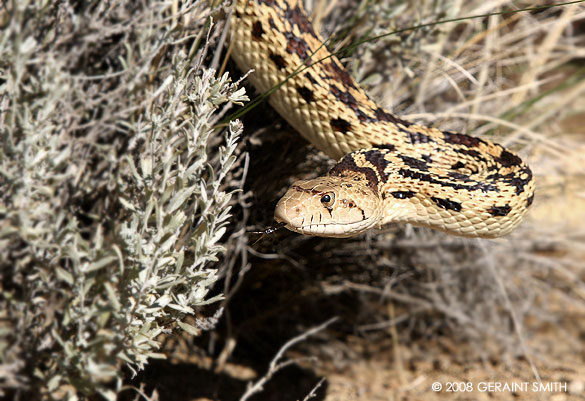 Bull Snake on the Pueblo Alto trail in Chaco Canyon