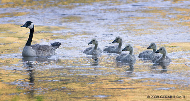 Eyes Right , canada geese chicks on the rio grande in Pilar, NM
