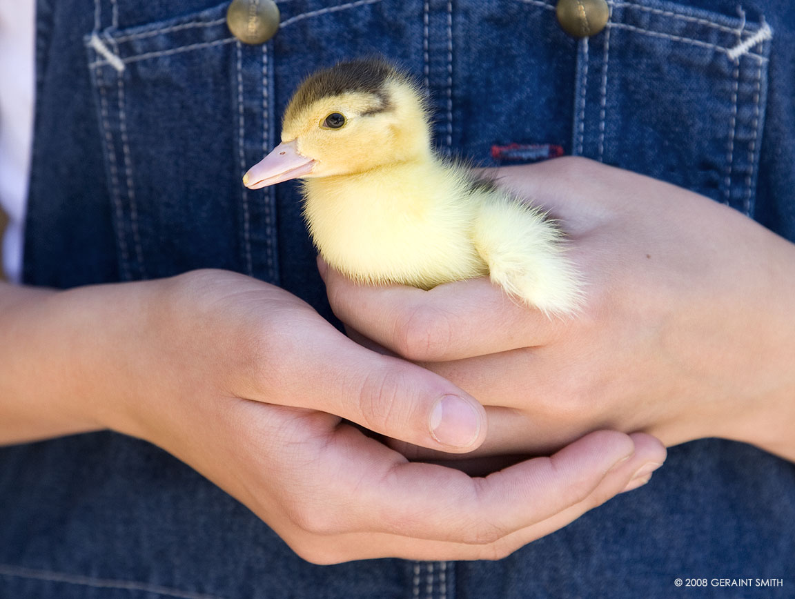 A duckling rescued as a egg from marauding dogs and hatched by friends a few days ago in Pilar, NM