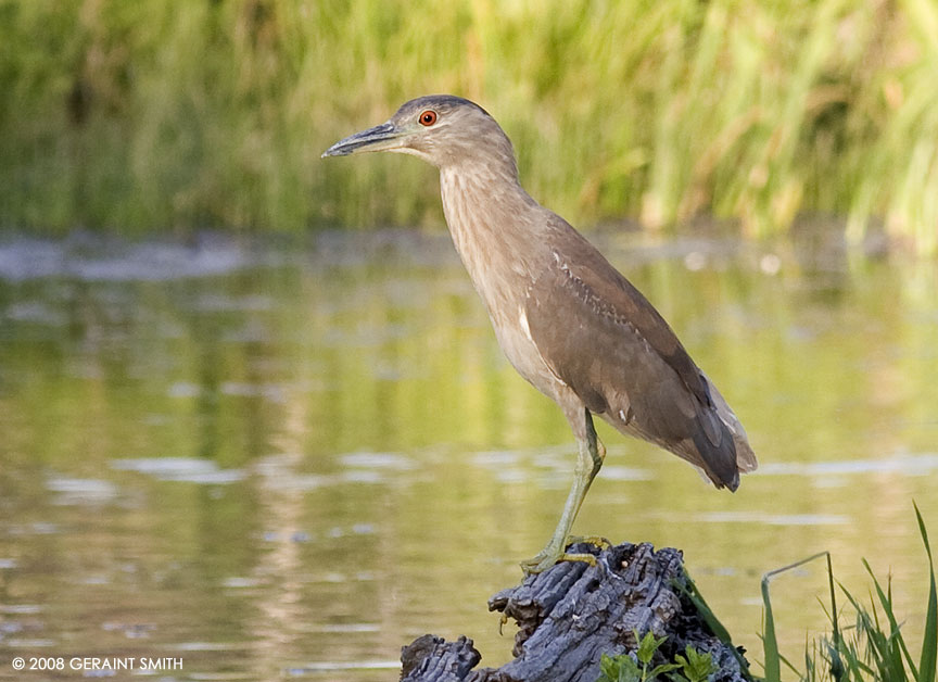 A juvenile Black Crowned Night Heron, (what a great name), at a pond on the Rio Pueblo in the Ranchos Valley