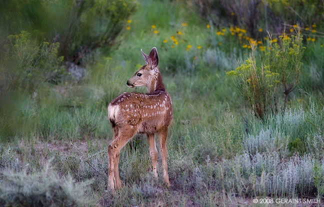 A fawn in the woods near Cimarron, NM