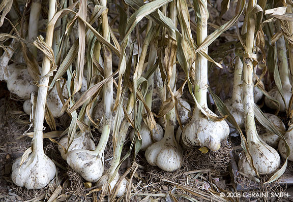 Garlic harvest on a farm in Taos, NM