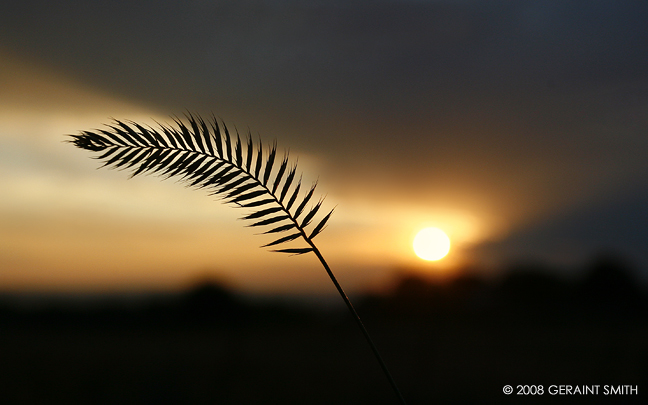 Sunset Grass, Taos, NM