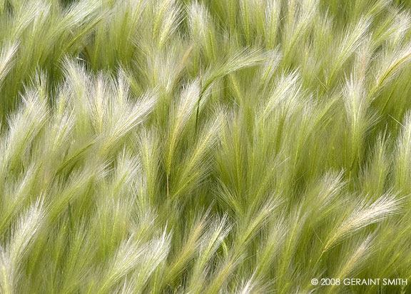 Grasses all along the roadsides in Northern New Mexico