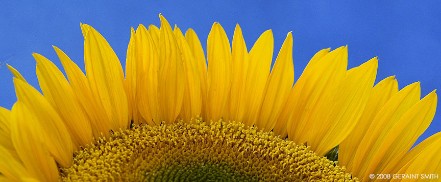 Sunflower panorama