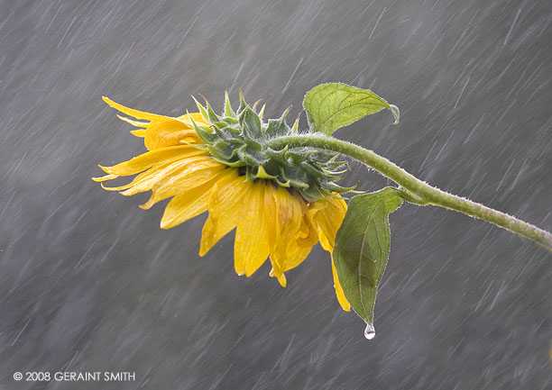 Sunflower in a torrential afternoon downpour in Taos