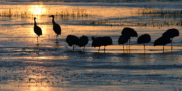 Sandhill Cranes and iceDawn on the Bosque Del Apache ("Woods of the Apache") National Wildlife Rufuge San Antonio, near Socorro in south eastern New Mexico