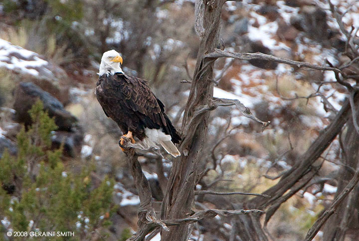 Back with the eagles in the Rio Grande Gorge, south of Pilar, NM