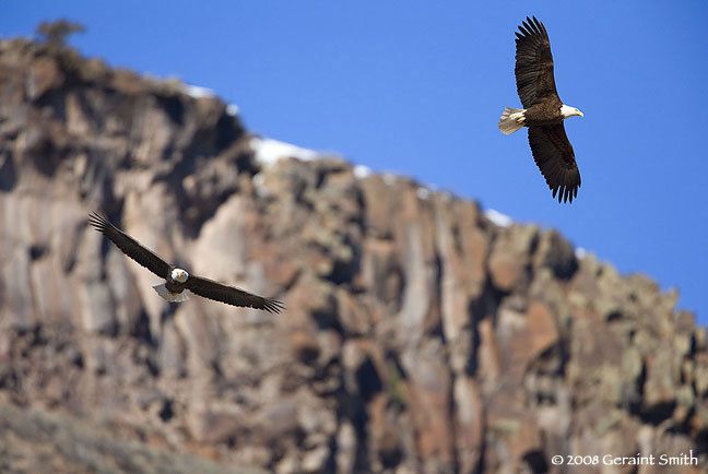 Eagles in the Rio Grande Gorge, Pilar NM