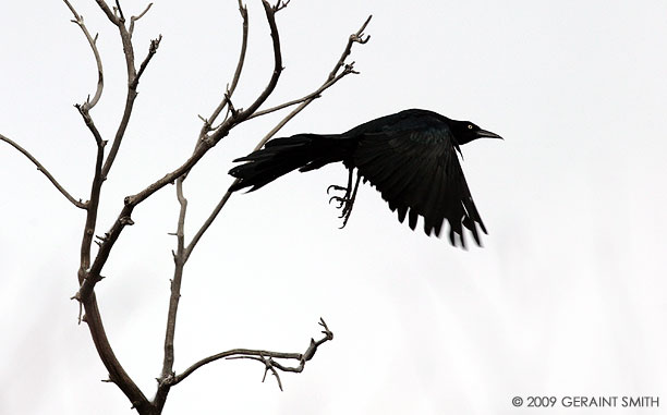 A Great Tailed Grackle