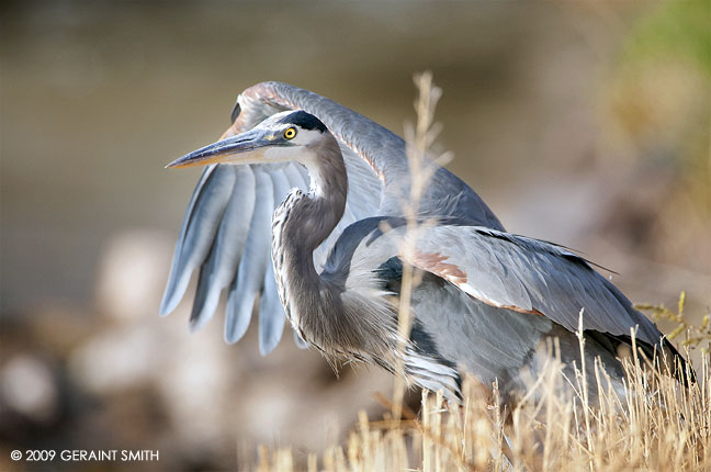 A Great Blue Heron for the first day of March