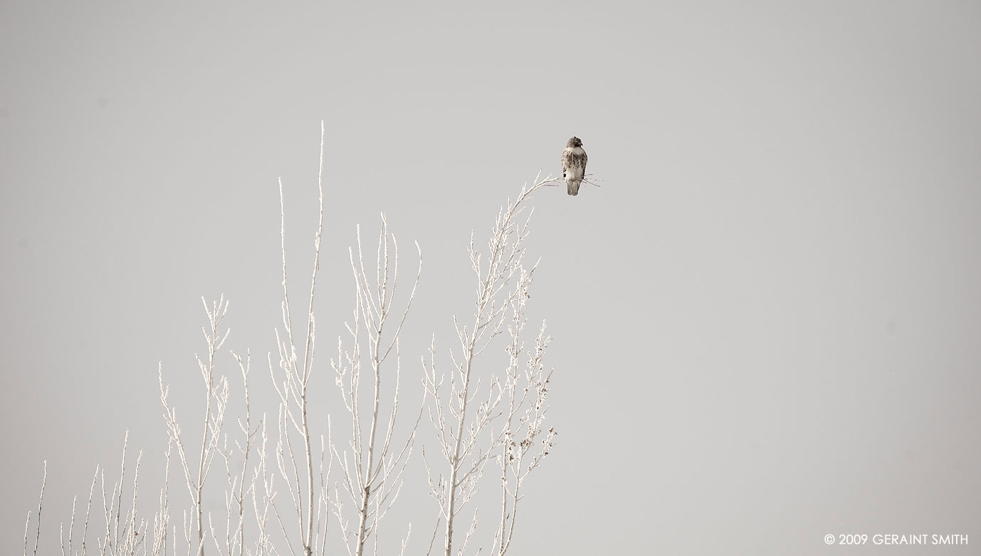 Red Tailed Hawk on a supple frosted branch in Ranchos de Taos