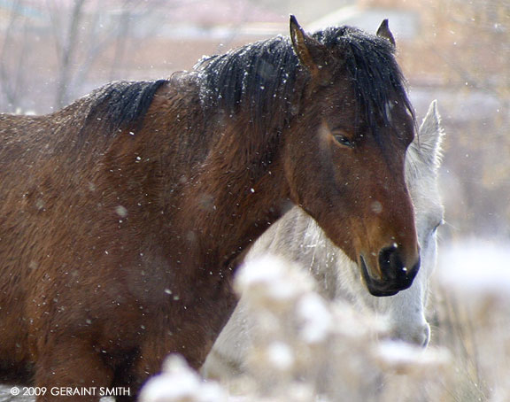 Snow horses, this week in Taos