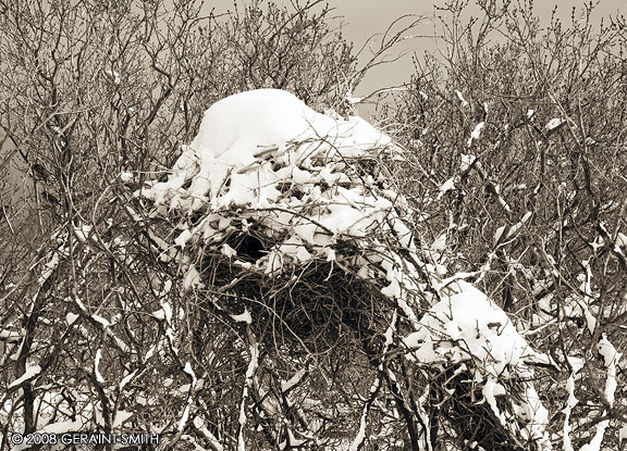 Winter nests in Arroyo Seco, NM 