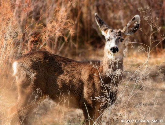Mule deer in the Rio Grande Gorge in Taos, NM