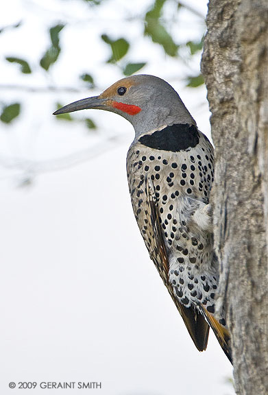 Northern Flicker in the park