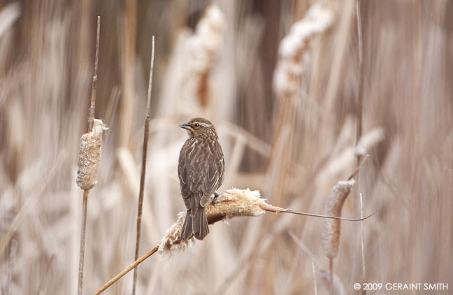 Nesting time in the cat tails