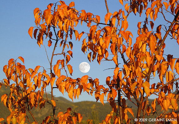 The Harvest moon through the apricot tree