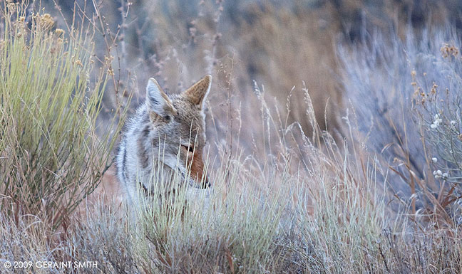Coyote in the grass