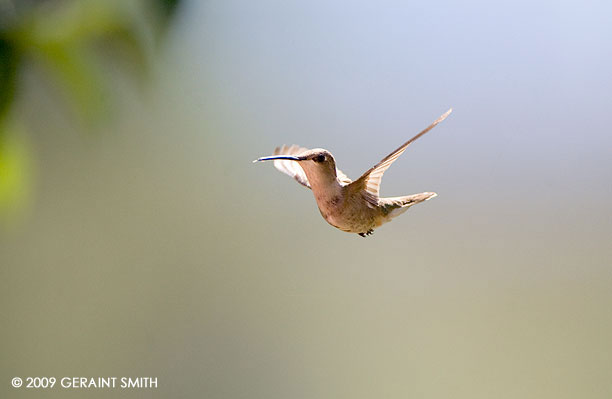 "I'm floating" ... hummingbird on the mesa in Taos