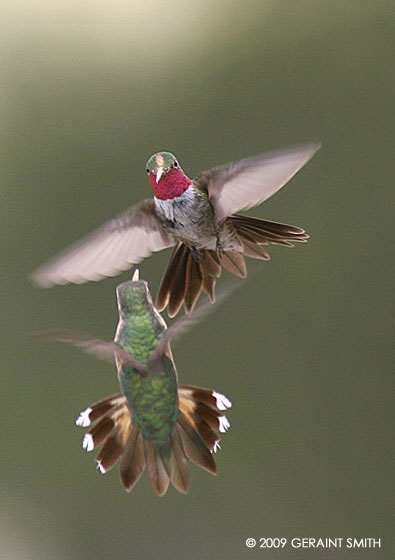 Hummingbird territory