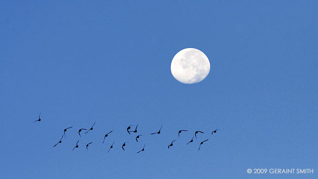 Mallards and the morning moon