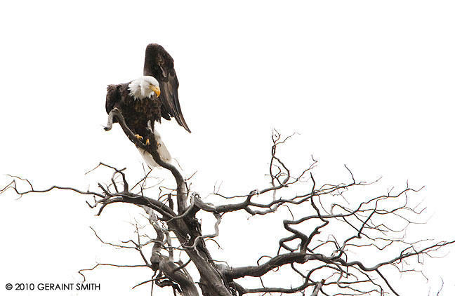 Bald Eagle along the Rio Grande, New Mexico