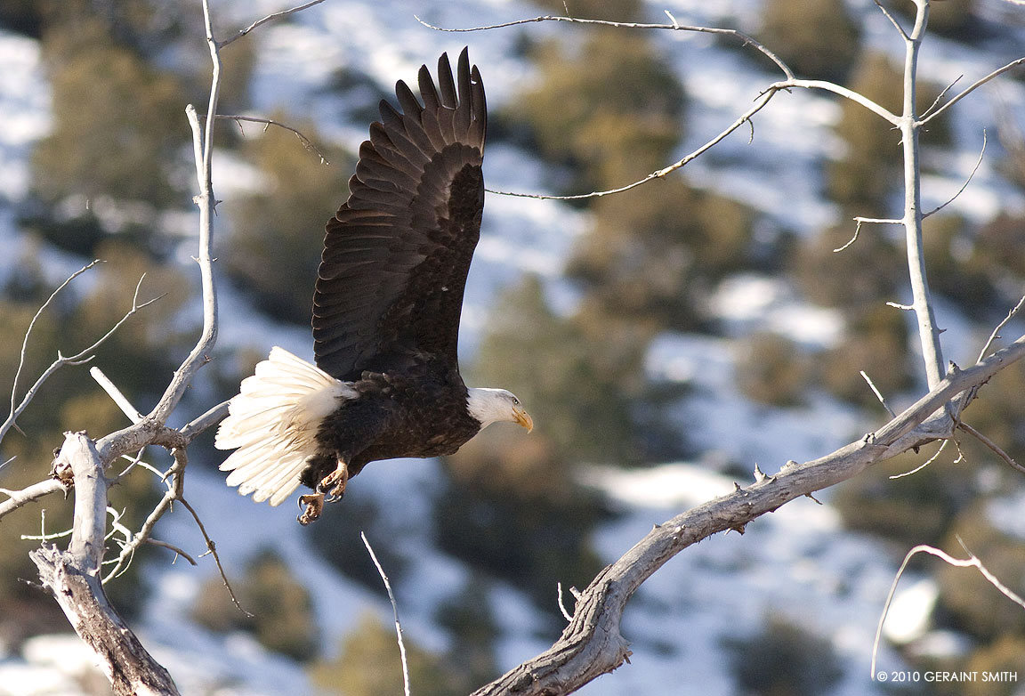 Bald Eagle in Velarde, along the Rio Grande in New Mexico