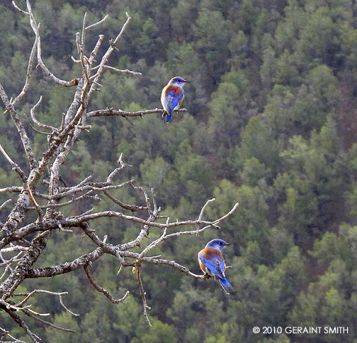 Blue birds on the morning hike in the canyon