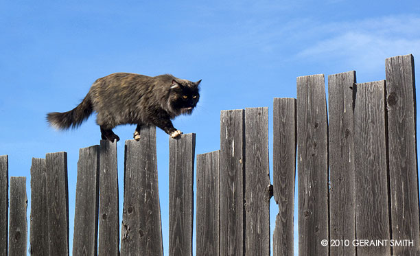 fence walking cat