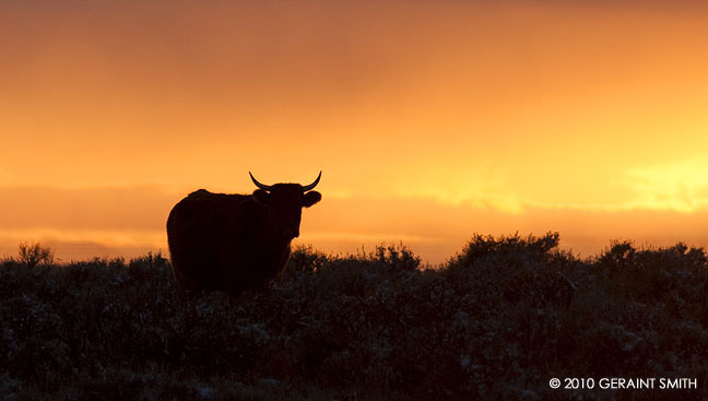 taos sunset and cow