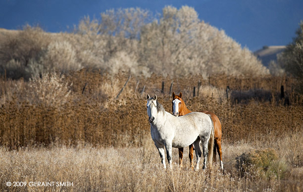 Horse couple ... together every morning in the Taos valley