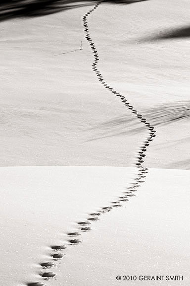 animal tracks in snow 