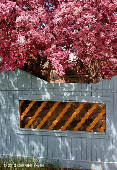 Taos gate and blossoms