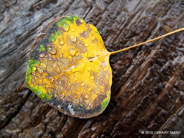 wet aspen leaf