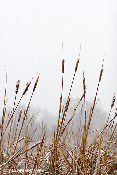 A light snow on the cat tails