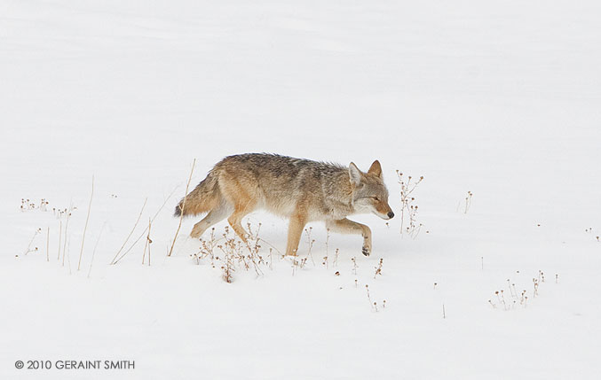 Winter Coyote!