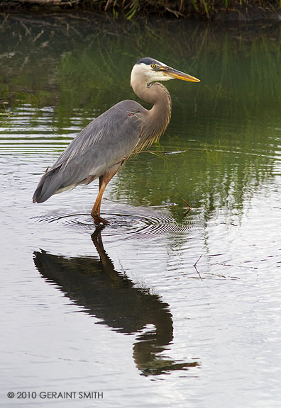 Great Blue Heron in the Slate River, Crested Butte