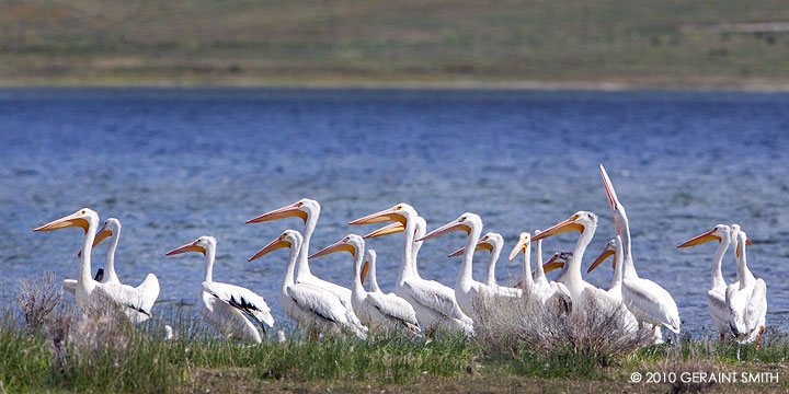 White Pelicans on Eaglenest Lake 
