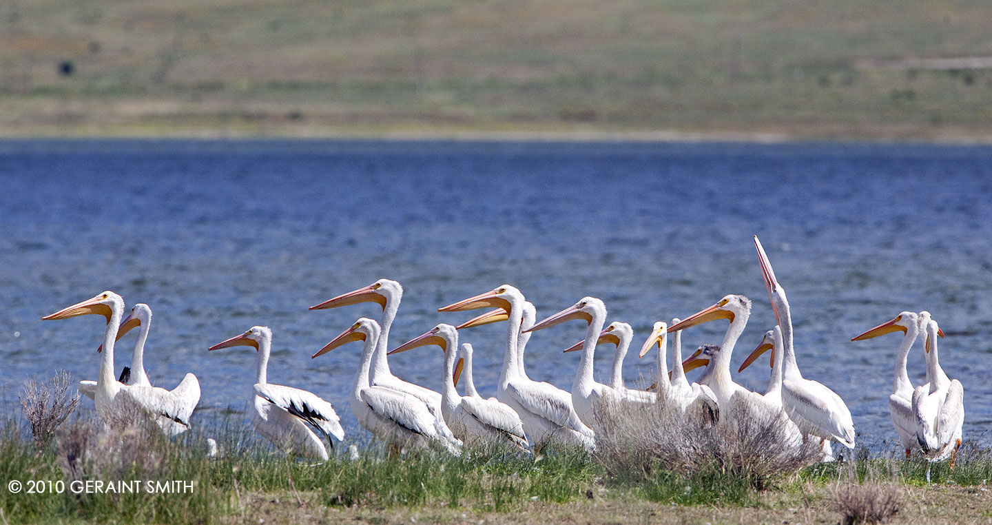 White Pelicans on Eaglenest Lake, NM
