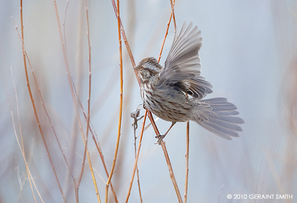 Chipping Sparrow in the red willows