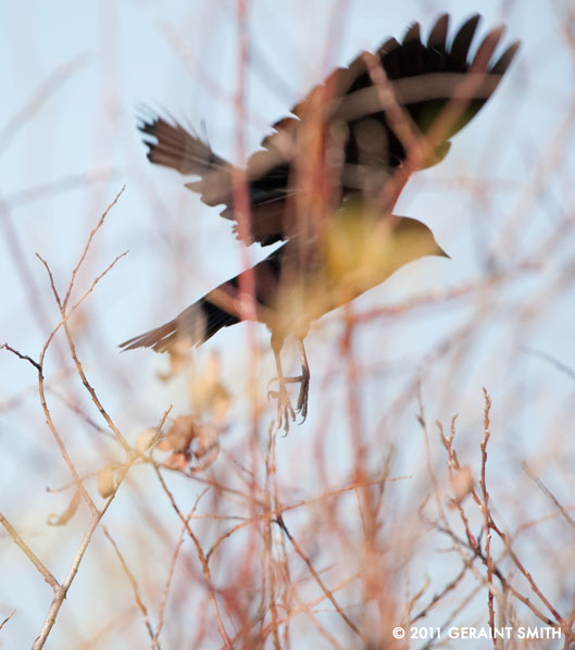 Blackbird in the winter willows