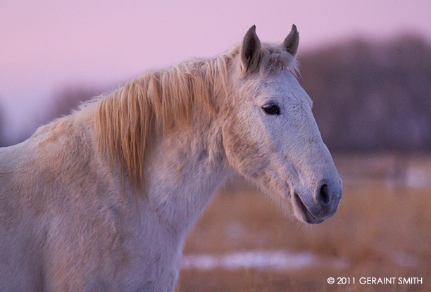 Evening horse, Taos, NM