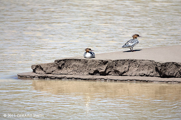 Mergansers on the Rio Chama, NM