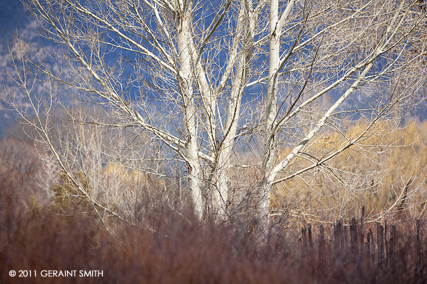 Winter color in Taos, NM