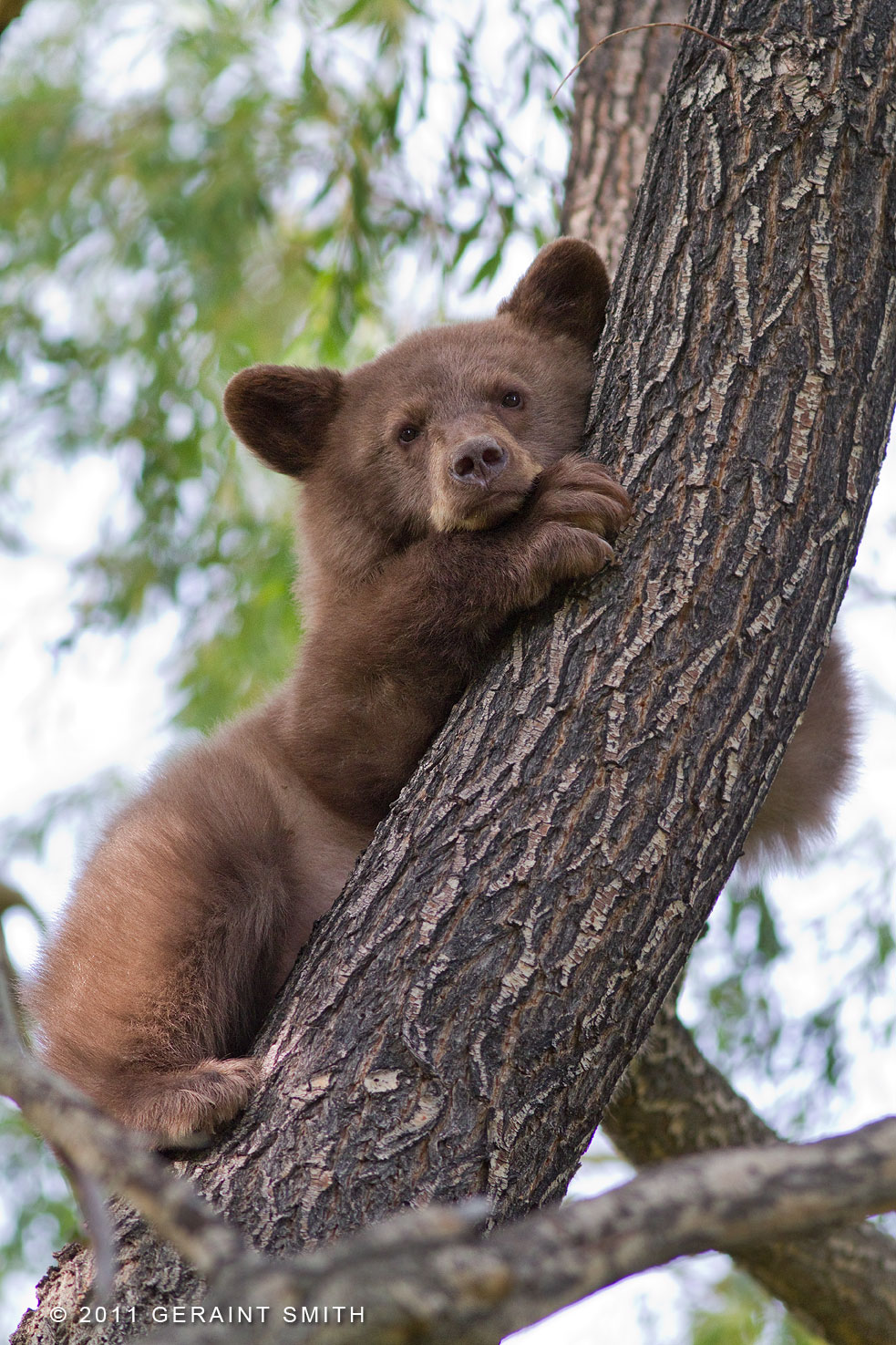Bear Cub (no mama bear in sight, we kept checking) ... this image really moves me!